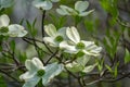 Close-up of White Flowering Dogwood Flowers Royalty Free Stock Photo