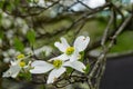Close-up of White Flowering Dogwood Flowers Royalty Free Stock Photo