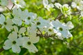 Close-up of White Flowering Dogwood Flowers Royalty Free Stock Photo