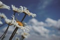 close-up of white flowering plant against sky Royalty Free Stock Photo
