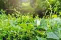 Close up of white flowering plant and green leaf on green hedge fence or Natural green leaf wall with droplets after rain