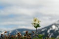 A close up of white anemones (Anemonastrum narcissiflorum ssp. sibiricum) in the mountains