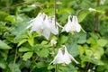Close up of white flowers of Aquilegia Vulgaris, European columbine flowers in garden in a sunny spring day, beautiful outdoor Royalty Free Stock Photo