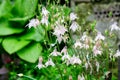 Close up of white flowers of Aquilegia Vulgaris, European columbine flowers in garden in a sunny spring day, beautiful outdoor Royalty Free Stock Photo