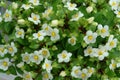 A close up of white flowers of Begonia semperflorens-cultorum (group of wax or fibrous rooted begonias)