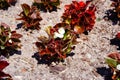 A close up of white flowers of Begonia semperflorens cultorum