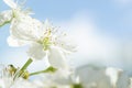Close-up of white flowers on a blooming cherry tree against a blue sky Royalty Free Stock Photo