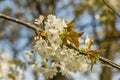 Close up of white flowers of blooming sweet cherry, Prunus avium Royalty Free Stock Photo