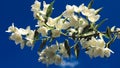 A close-up of white flowers on a branch against a blue sky. A branch of a blossoming jasmine bush against a blue sky. Fragrant