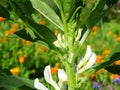 Close up of the white flowers of the broad bean Vicia faba Royalty Free Stock Photo