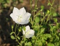 Close-up of the white flowers of Campanula carpatica \