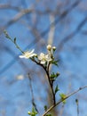 Close-up of white flowers on a cherry tree branch against a blue sky. Blooming plum in early spring Royalty Free Stock Photo