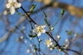 Close-up of white flowers on a cherry tree branch against a blue sky. Blooming plum in early spring Royalty Free Stock Photo