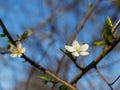 Close-up of white flowers on a cherry tree branch against a blue sky. Blooming plum in early spring Royalty Free Stock Photo