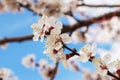 Close-up of white flowers on a cherry tree branch against a blue sky. Blooming plum in early spring Royalty Free Stock Photo