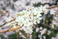 Close-up of white flowers on a cherry tree branch against a blue sky. Blooming plum in early spring Royalty Free Stock Photo