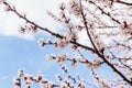 Close-up of white flowers on a cherry tree branch against a blue sky. Blooming plum in early spring Royalty Free Stock Photo