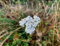 Close up white flowers of common yarrow also known as Western Yarrow