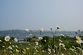 By the seaside, flowers and the seaside in the background