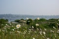 By the seaside, flowers and the seaside in the background Royalty Free Stock Photo