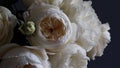 Close-up white flowers English cultivar Crocus Rose,David Austin rose,delicate white flower with petals inner glow on dark Royalty Free Stock Photo