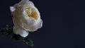 Close-up white flowers English cultivar Crocus Rose,David Austin rose,delicate white flower with petals inner glow on dark Royalty Free Stock Photo