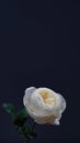 Close-up white flowers English cultivar Crocus Rose,David Austin rose,delicate white flower with petals inner glow on dark Royalty Free Stock Photo