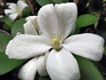 Close up of white flowers. Focus on fragrant white flowers. Macro shot of fragrant white flowers blooming