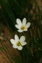 Close-up Of white Flowers In The Garden Royalty Free Stock Photo