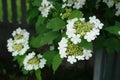 A close up of white flowers of guelder rose (Viburnum opulus) blooming in a spring garden