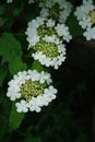 A close up of white flowers of guelder rose (Viburnum opulus), selective focus