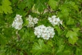 Close up of white flowers of the Hawthorn, Crataegus monogyna