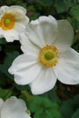 Close-up of white flowers of a Japanese Anemone