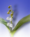 Close up of white flowers of lily-of-the-valley on blue and white background Royalty Free Stock Photo