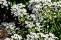 Close-up of flowers lobularia maritima syn. Alyssum maritimum, common name sweet alyssum or sweet alison , a medicinal plant