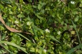 Close up of white flowers of maruns in the grass Royalty Free Stock Photo