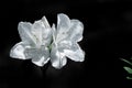 Close up of white flowers with morning dew