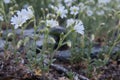 White flowers of Mouse-ear chickweed