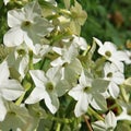 Close up of the white flowers of Nicotiana