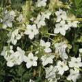 Close up of the white flowers of Nicotiana