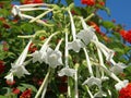 Close-up of the white flowers of Nicotiana sylvestris