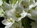 Close up of the white flowers of the Ornithogalum thyrsoides, with sunlight on the petals