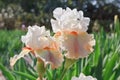Beautiful close up of the Quandry Iris Royalty Free Stock Photo