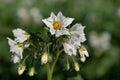 Close up of white flowers of potato plant blooming against green background in summer Royalty Free Stock Photo