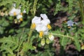 Close up of white flowers of potato plant in garden setting Royalty Free Stock Photo