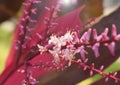 Close-up of white flowers on a purple background Royalty Free Stock Photo