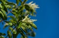 Close-up white flowers of Sourwood tree Oxydendrum arboreum on blue sky background In city Park Krasnodar