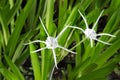 Close up of the white flowers of a Spider Lily Hymenocallis littoralis, Cape Lily