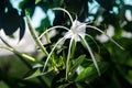Close up of the white flowers of a Spider Lily Hymenocallis littoralis, Cape Lily