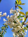 Close up of white flowers on trees blooming in the spring. Royalty Free Stock Photo